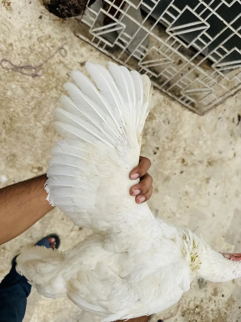 Top Quality Paper white heera maadi — photo 7