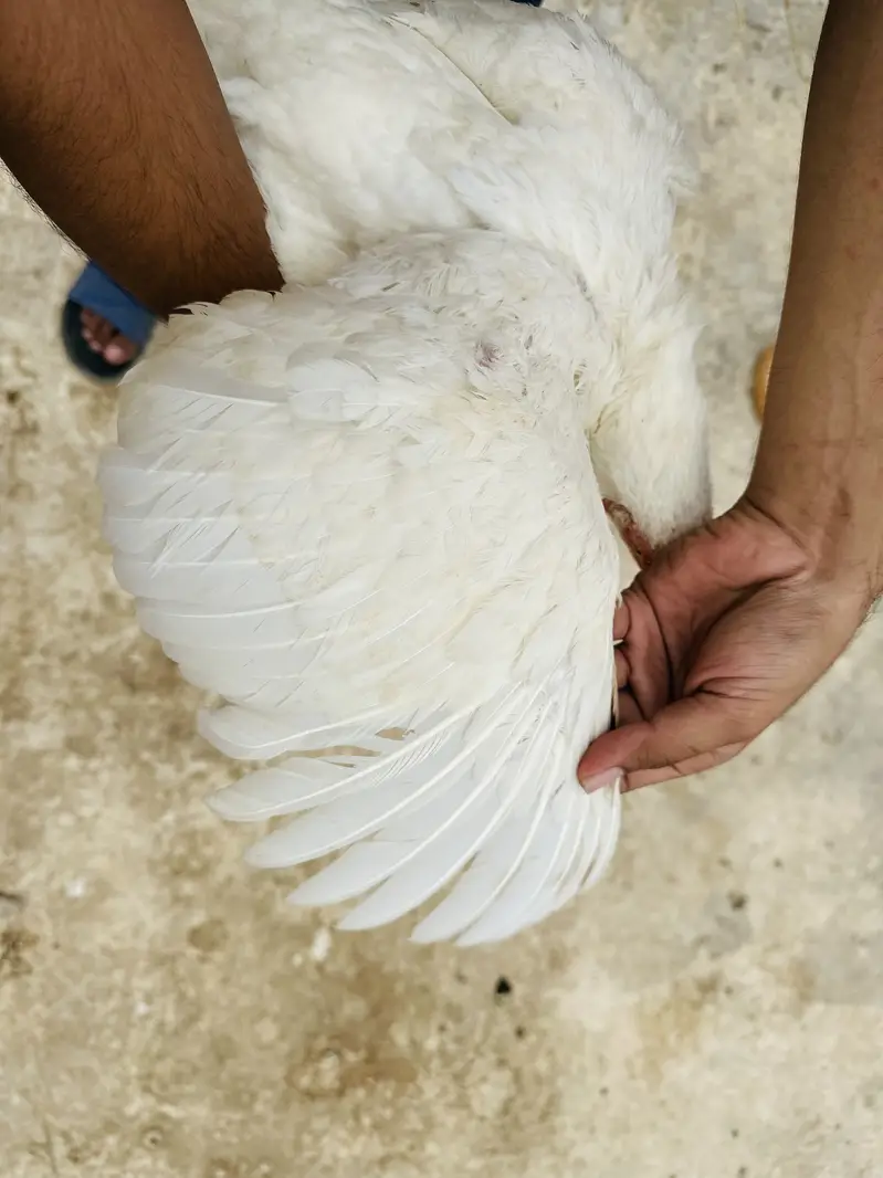 Top Quality Paper white heera maadi — photo 8