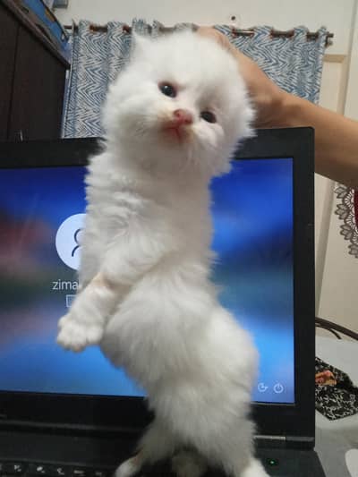 kittens available for sale