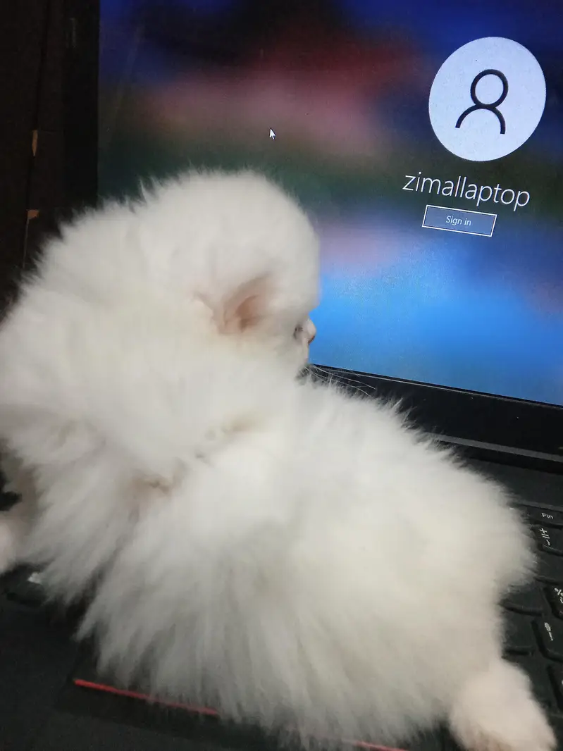 kittens available for sale — photo 2