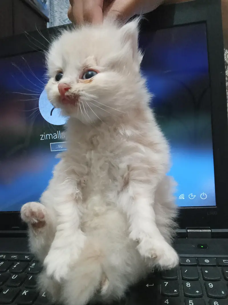 kittens available for sale — photo 3