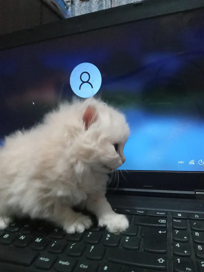 kittens available for sale — photo 4