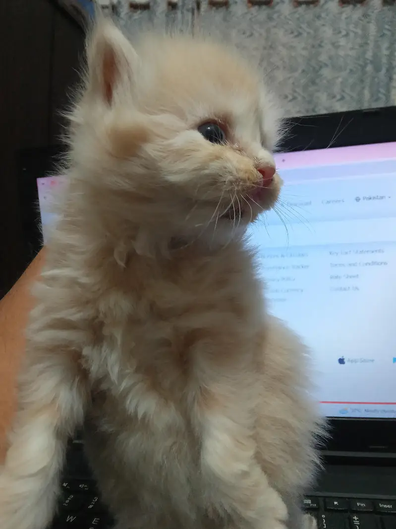 kittens available for sale — photo 5