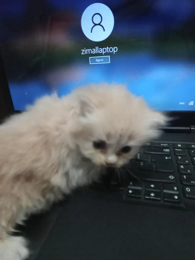 kittens available for sale — photo 6