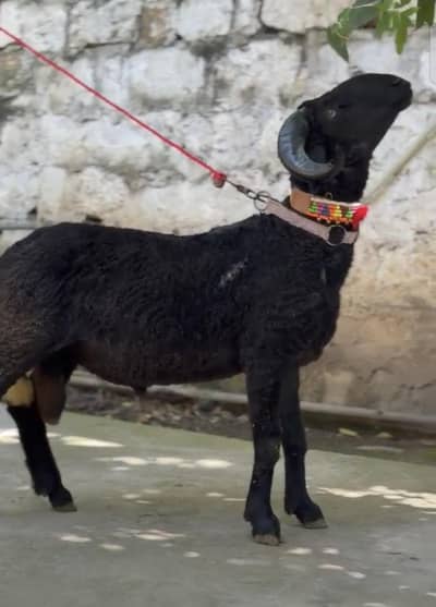 black sheep