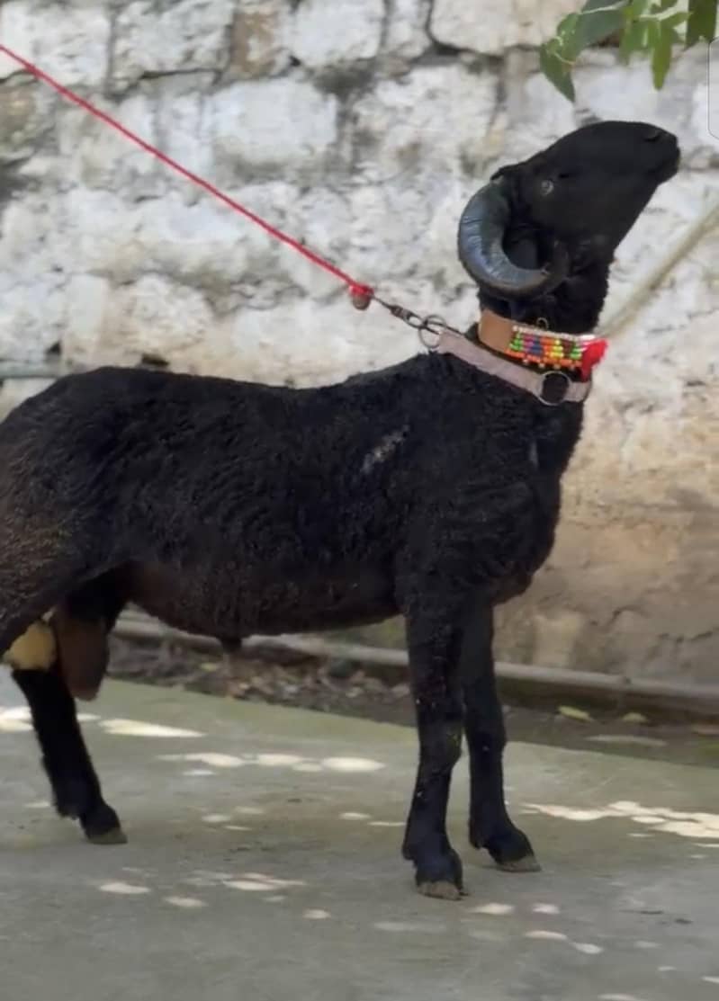 black sheep 0