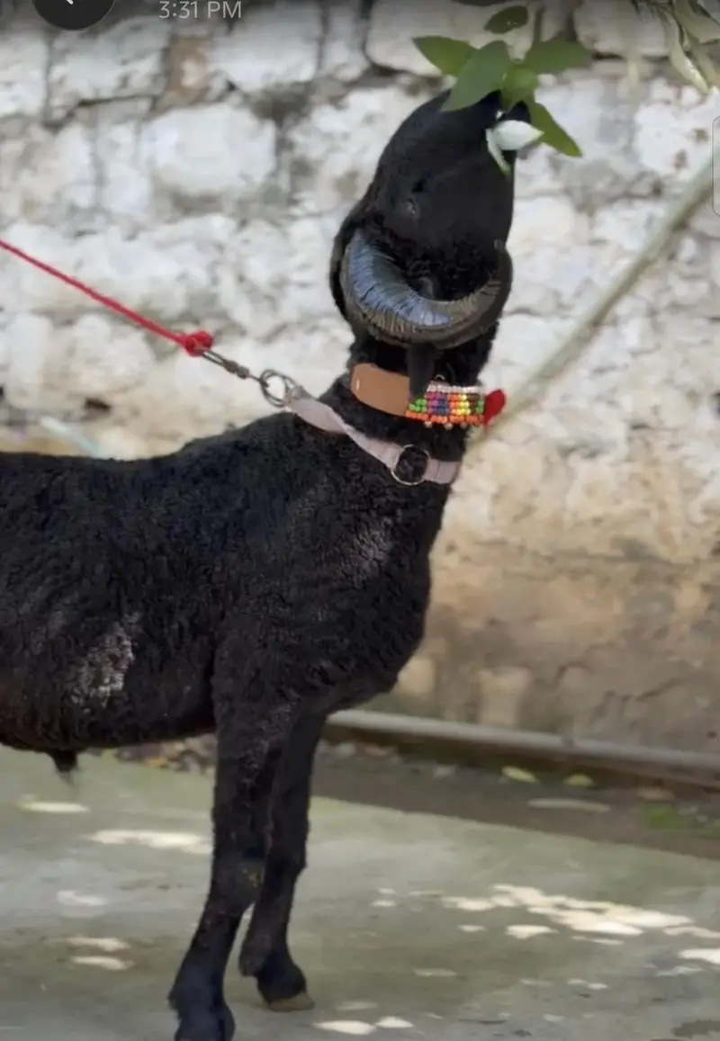 black sheep — photo 2
