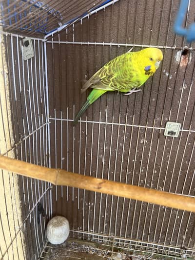 pair for sale
