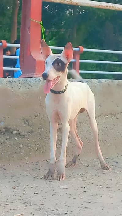 kohate gultair male for sale