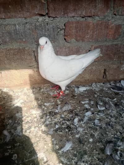 6 kabotar for sale 03105074582