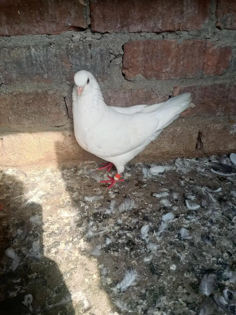 6 kabotar for sale 03105074582