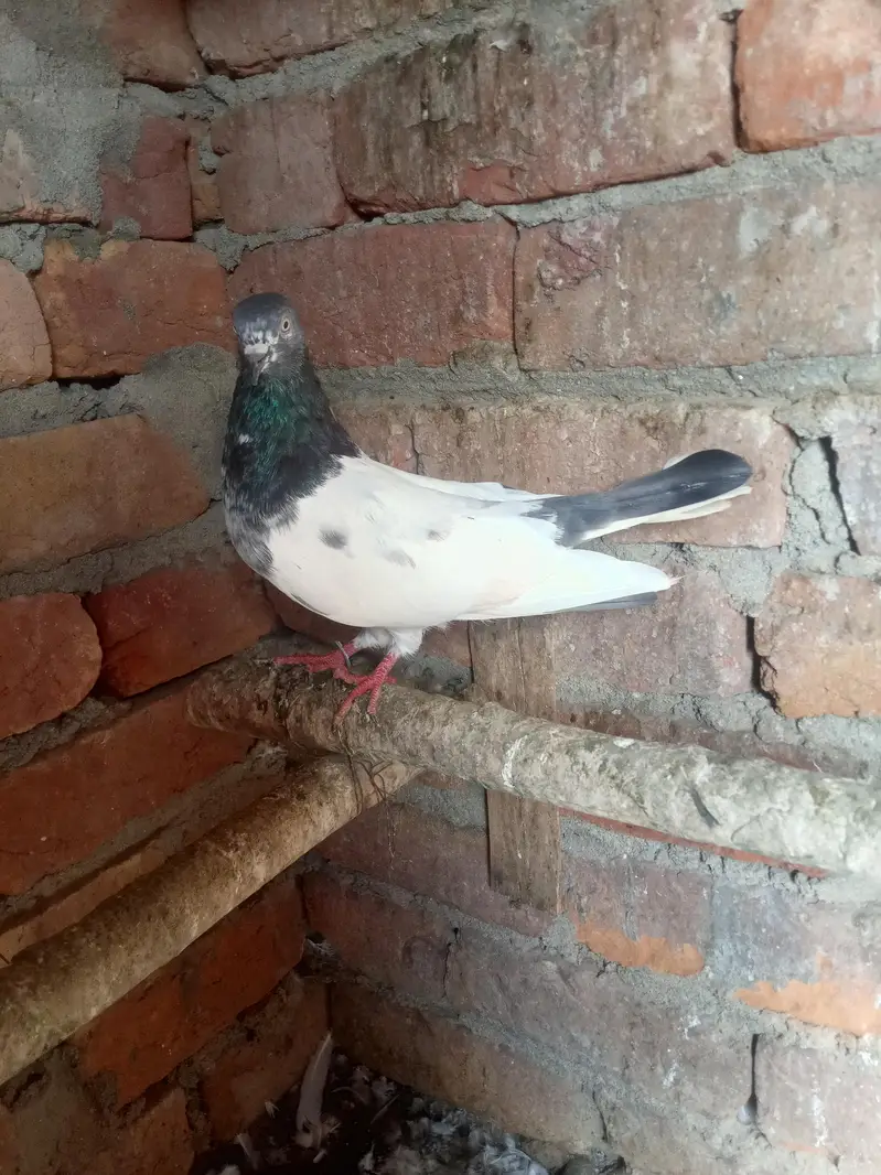 6 kabotar for sale 03105074582 — photo 3