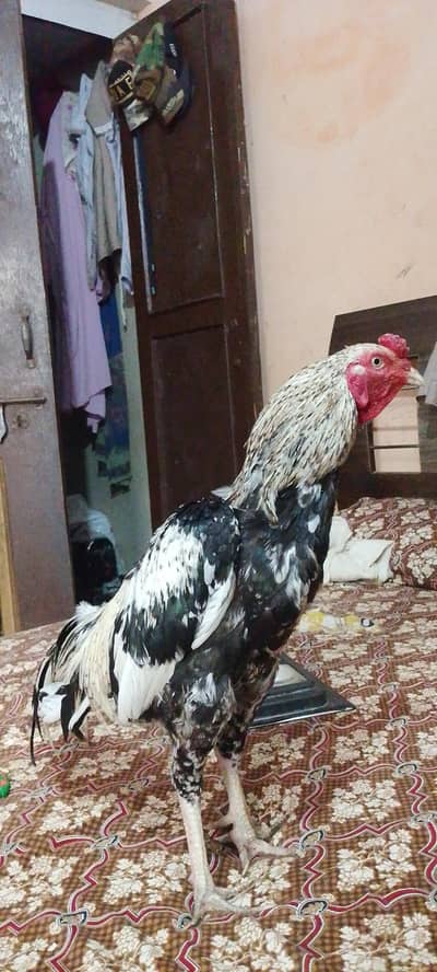 kalwar