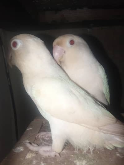 Albino red eyes pair
