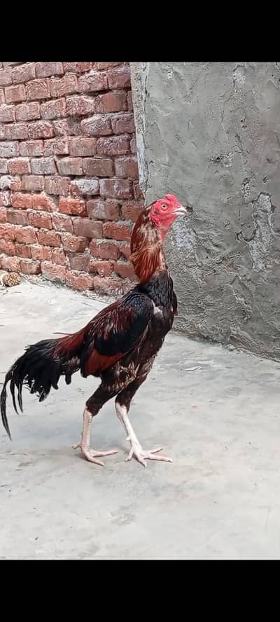 High quality murga available aseel pure