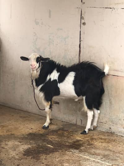 Bakra For Sale