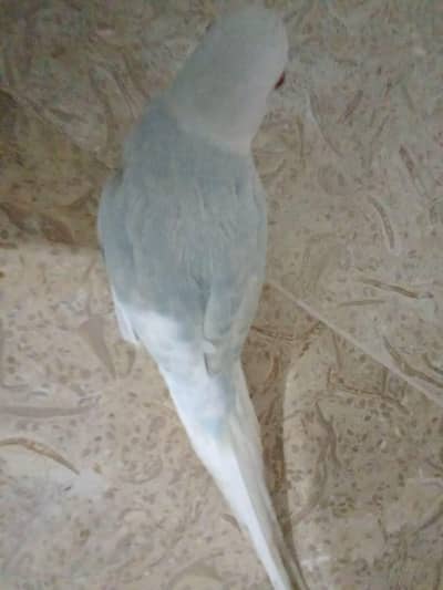 color full ringneck