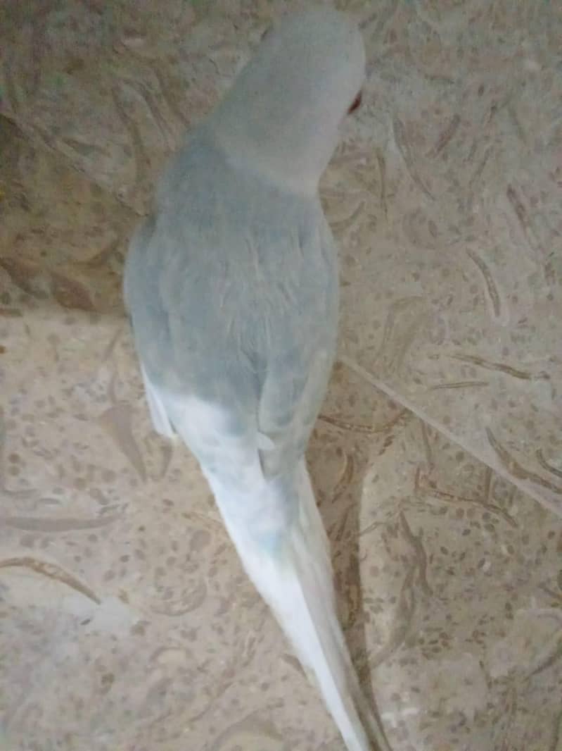 color full ringneck 0