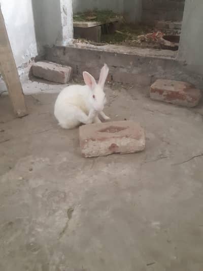 red eyes rabit for sale 1 male 3 feemal white clouer 3 1 feemale balck