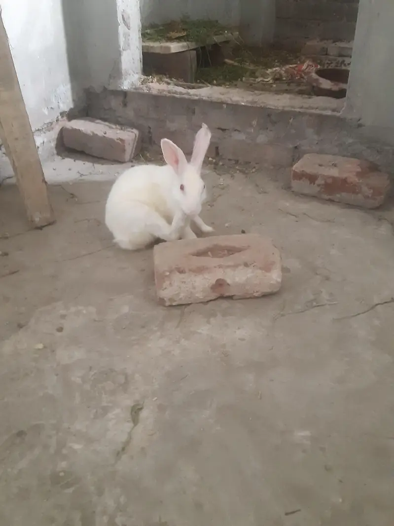 red eyes rabit for sale 1 male 3 feemal white clouer 3 1 feemale balck
