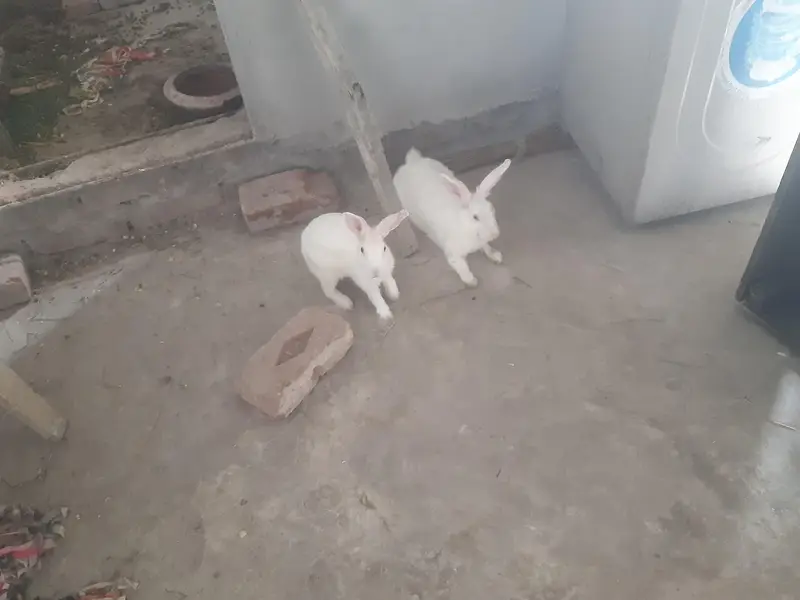 red eyes rabit for sale 1 male 3 feemal white clouer 3 1 feemale balck — photo 2