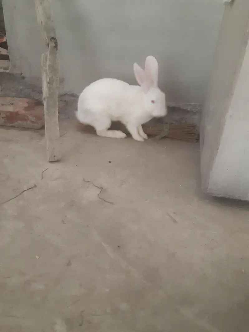 red eyes rabit for sale 1 male 3 feemal white clouer 3 1 feemale balck — photo 3