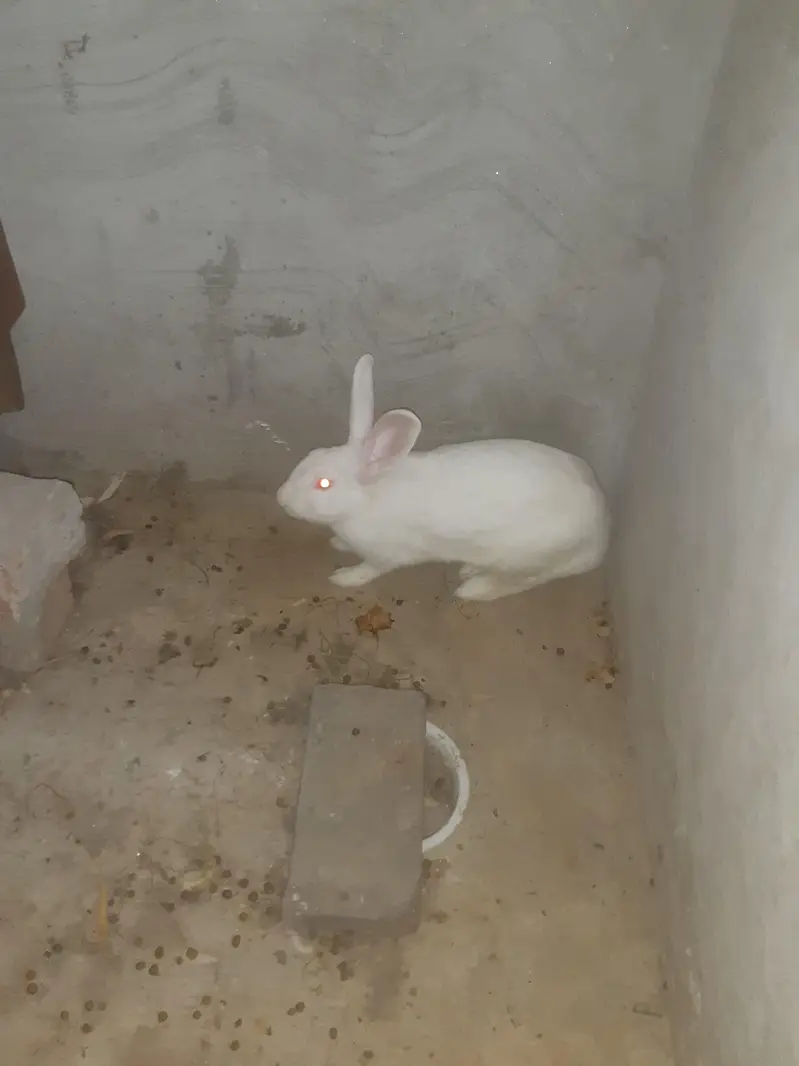red eyes rabit for sale 1 male 3 feemal white clouer 3 1 feemale balck — photo 4