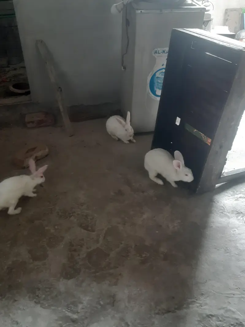 red eyes rabit for sale 1 male 3 feemal white clouer 3 1 feemale balck — photo 5