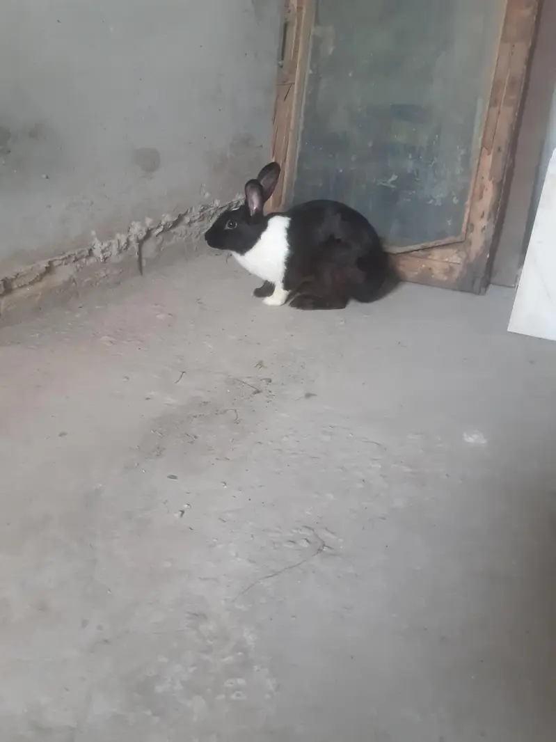 red eyes rabit for sale 1 male 3 feemal white clouer 3 1 feemale balck — photo 7