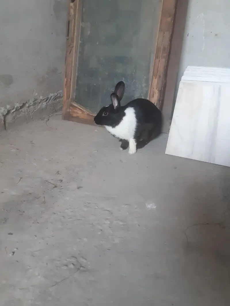 red eyes rabit for sale 1 male 3 feemal white clouer 3 1 feemale balck — photo 8