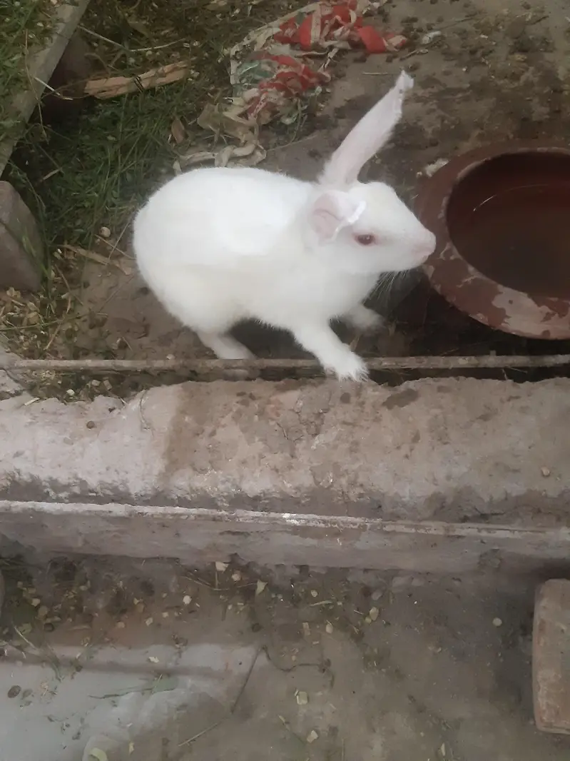red eyes rabit for sale 1 male 3 feemal white clouer 3 1 feemale balck — photo 9