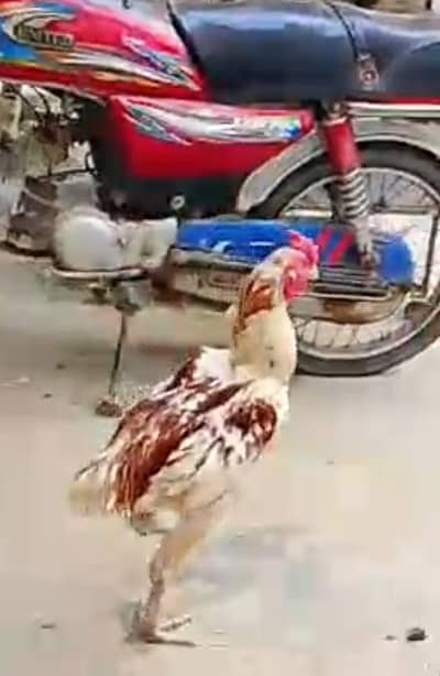 Aseel murgha ala quality