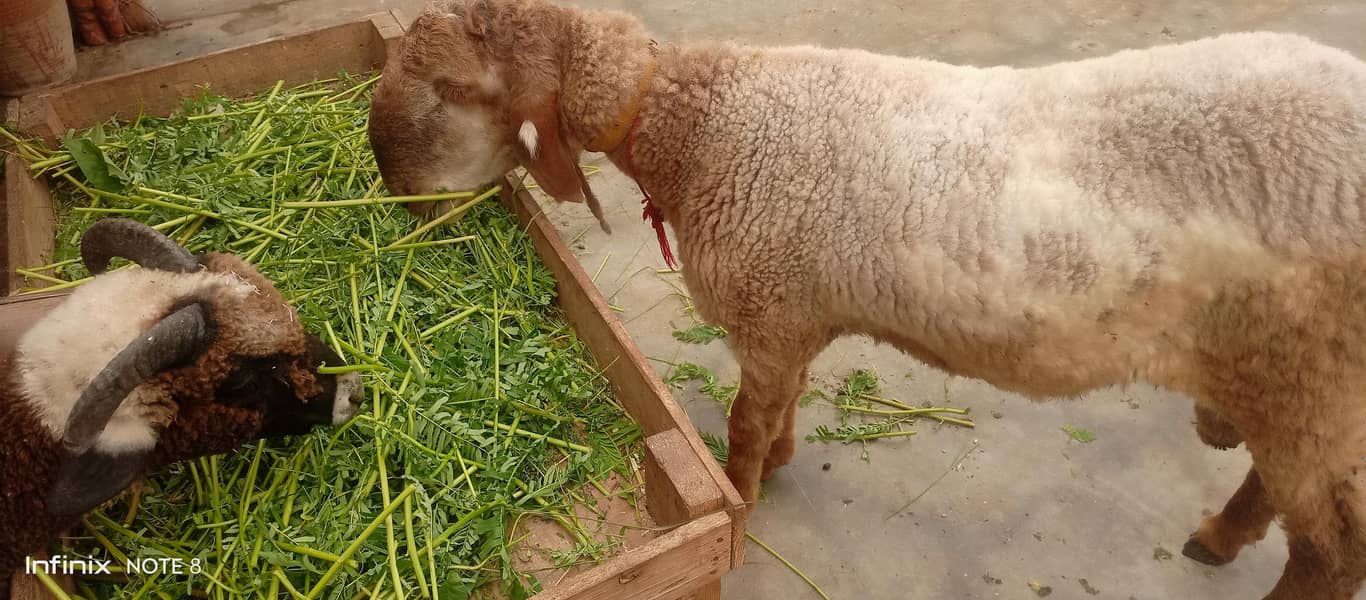 long tail sheep 0