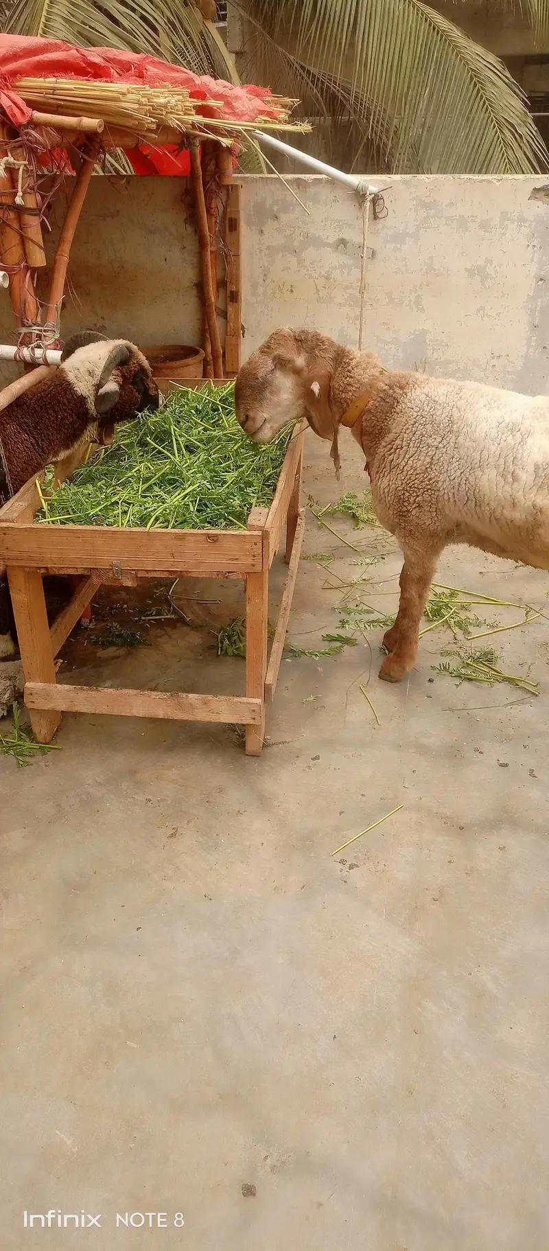 long tail sheep — photo 2