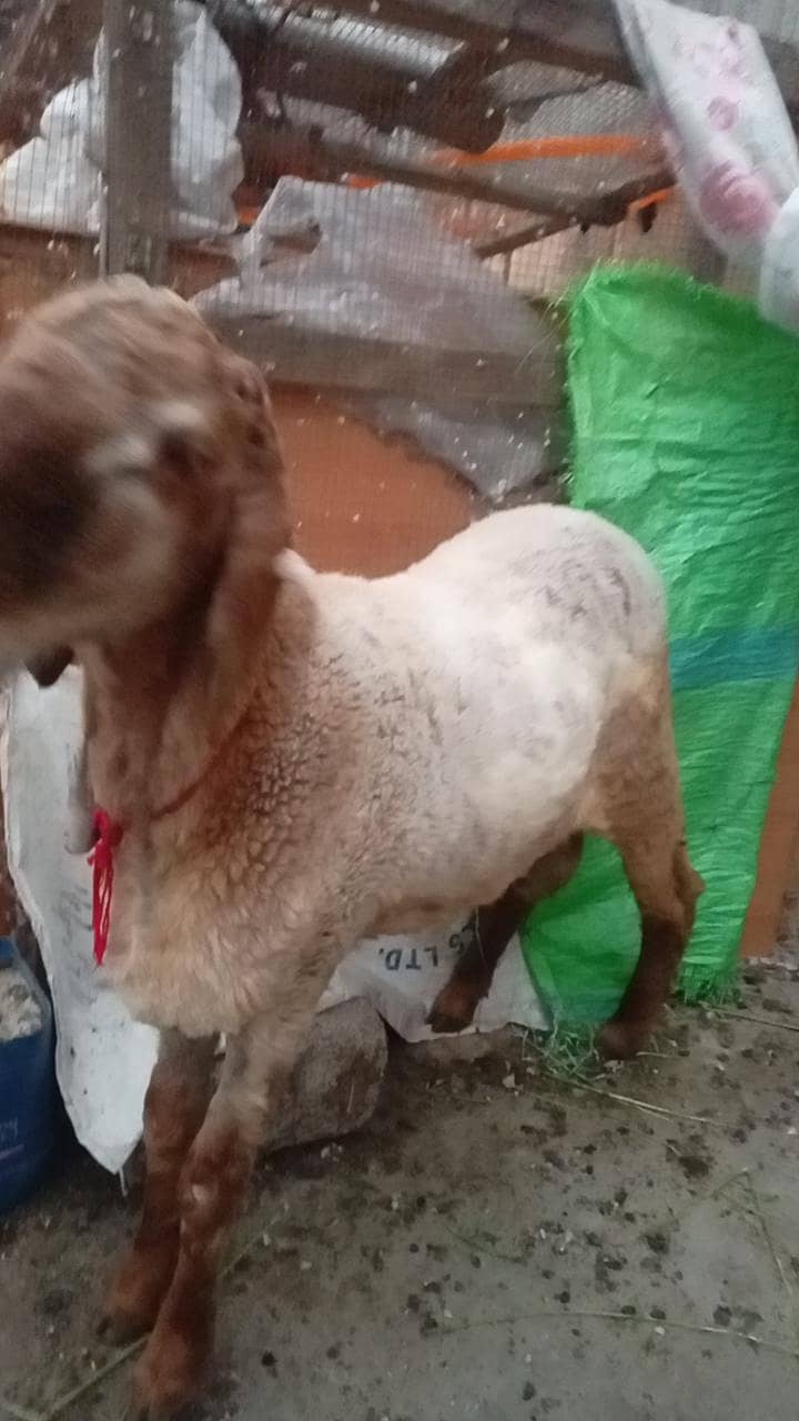 long tail sheep 2