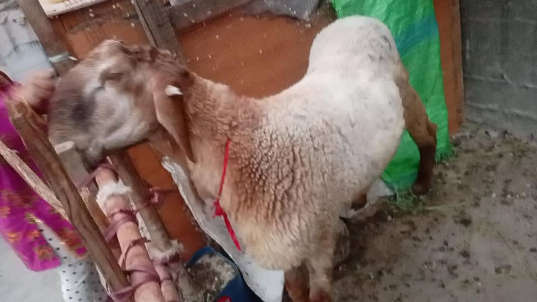 long tail sheep 3