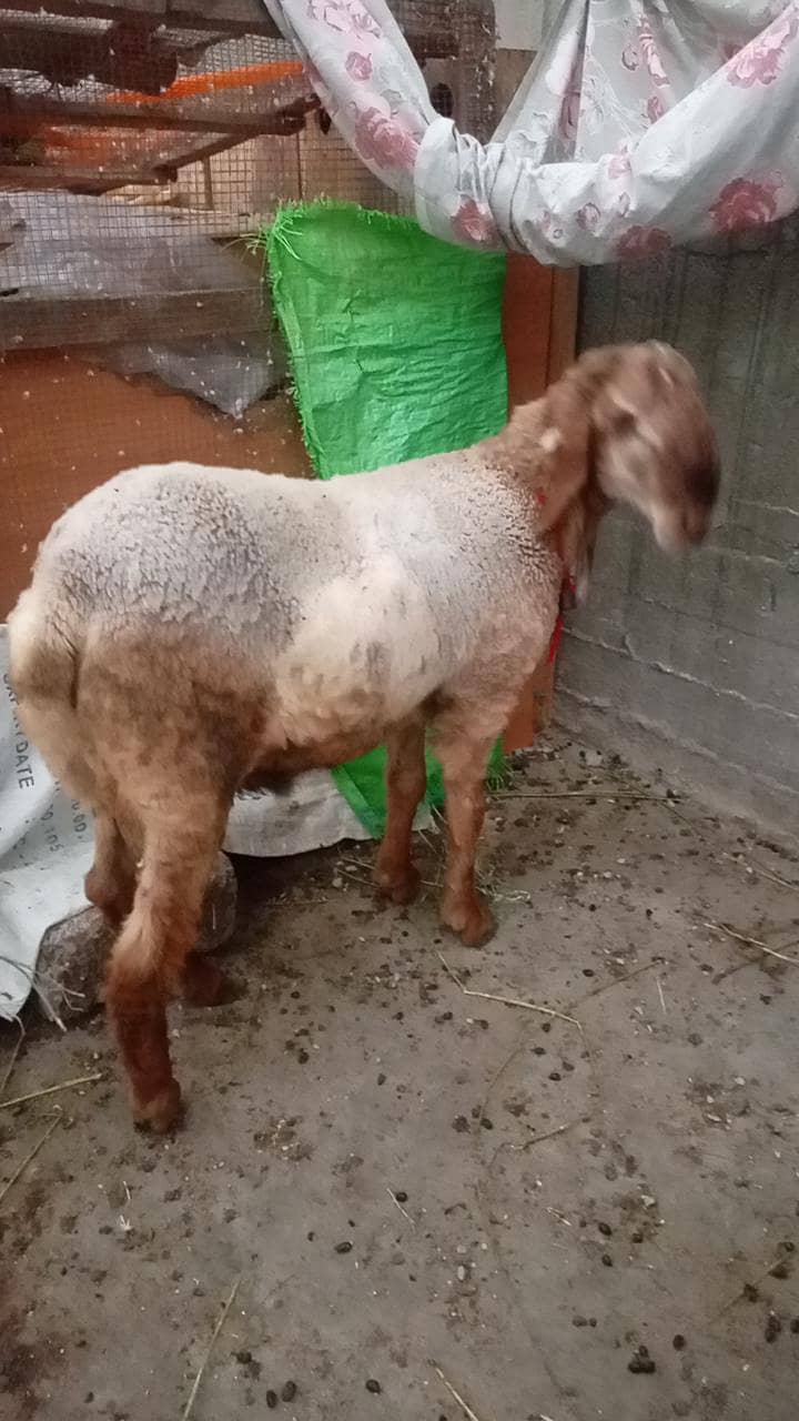 long tail sheep 4