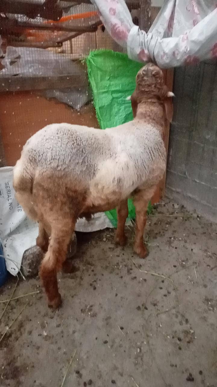 long tail sheep 5