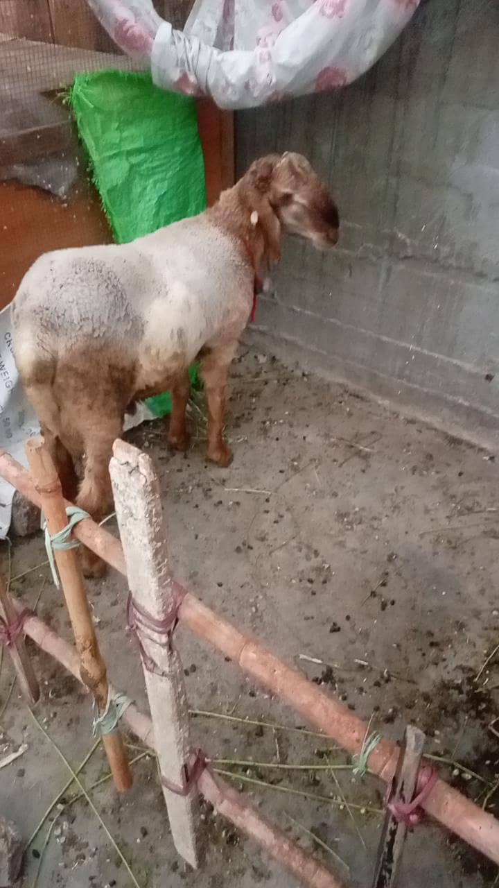 long tail sheep 6