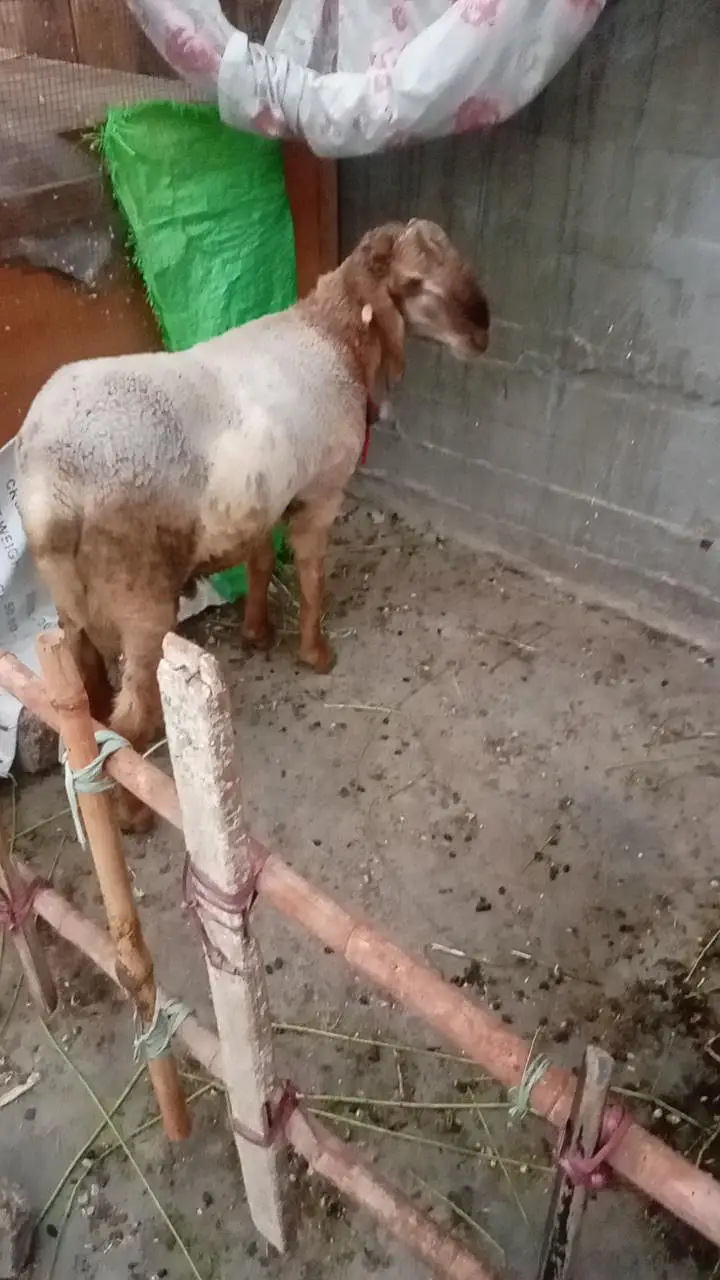long tail sheep — photo 7