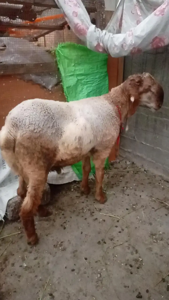 long tail sheep — photo 8