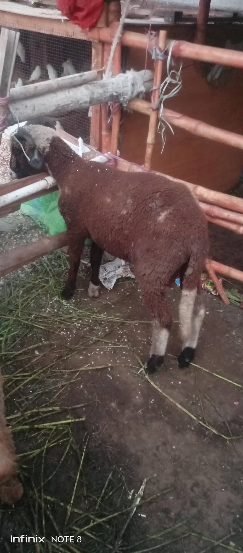 long tail sheep 11