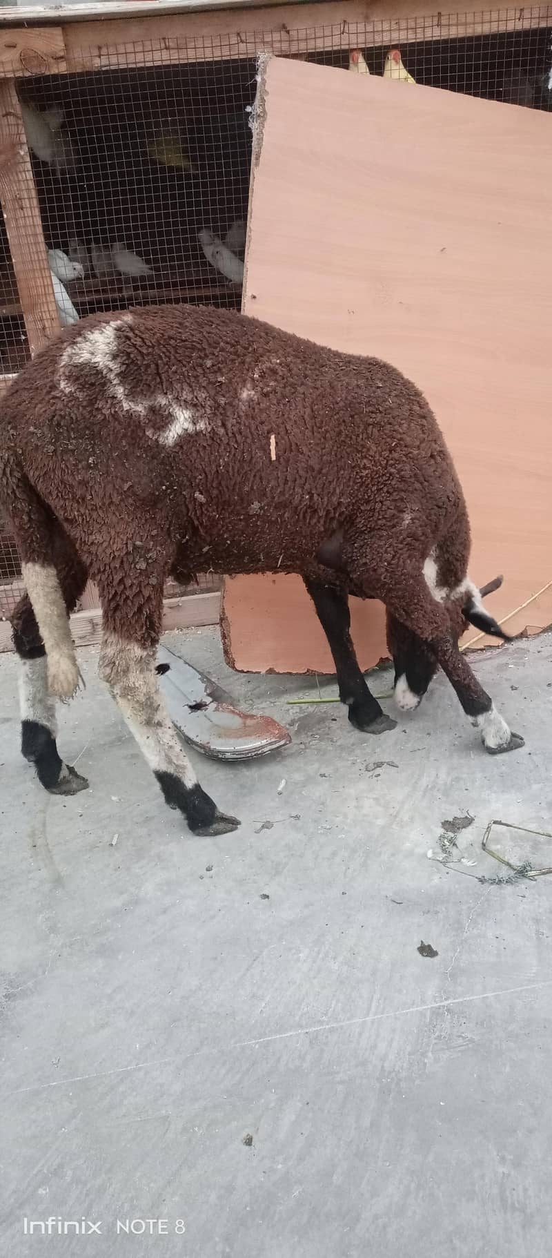 long tail sheep 12
