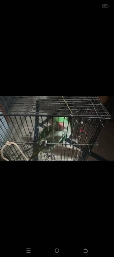 Raw parrot