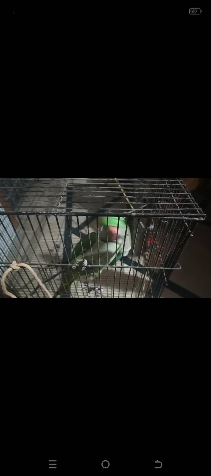 Raw parrot 0