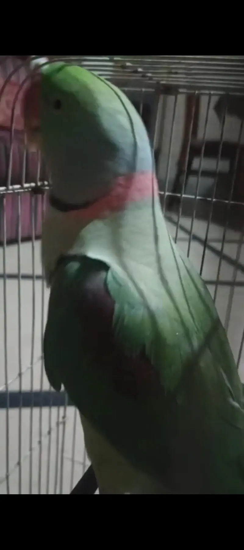 Raw parrot — photo 2