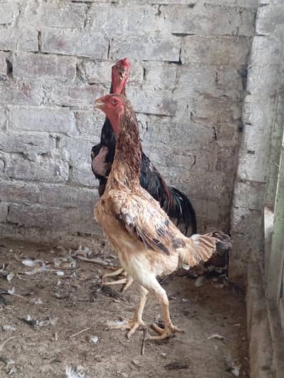 Shamo Aseel Pair