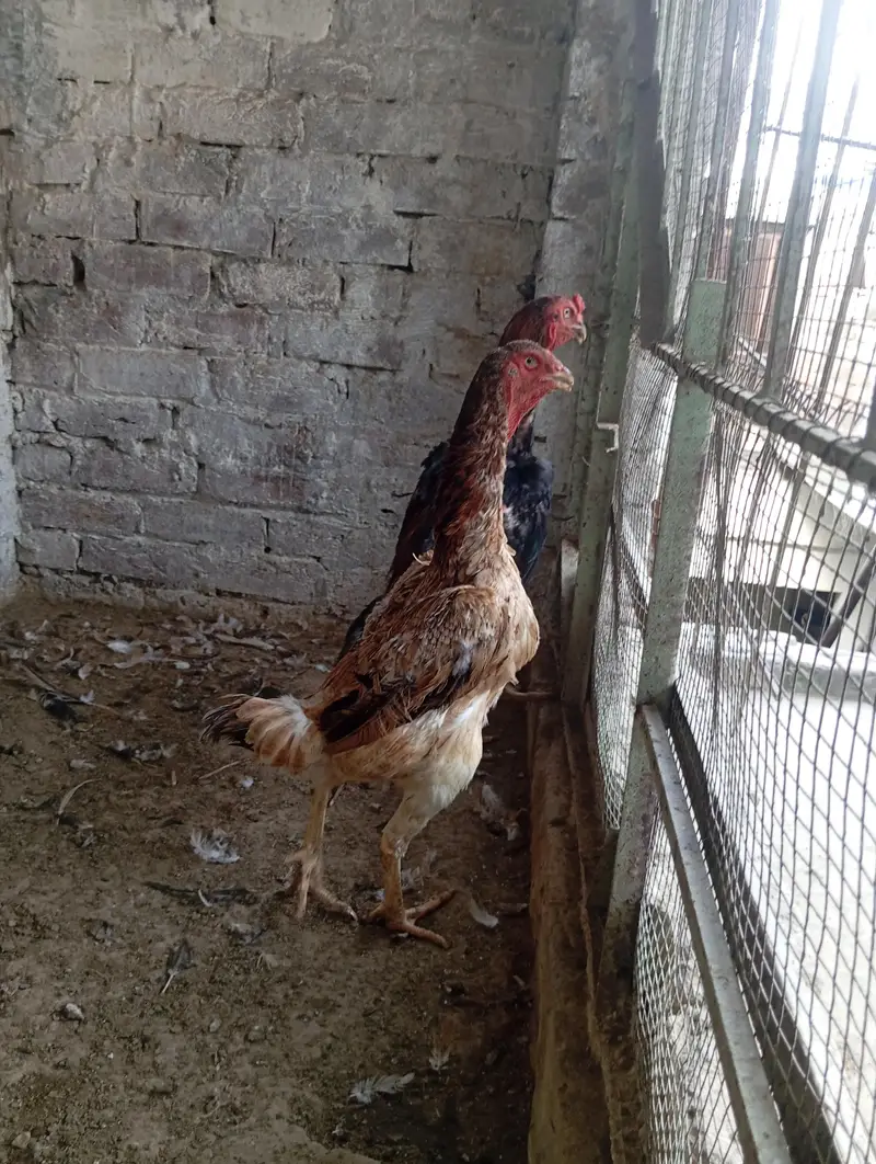 Shamo Aseel Pair — photo 2