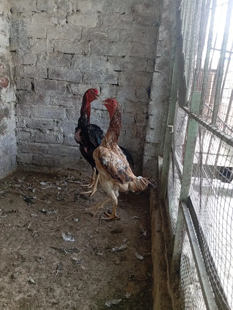 Shamo Aseel Pair — photo 3