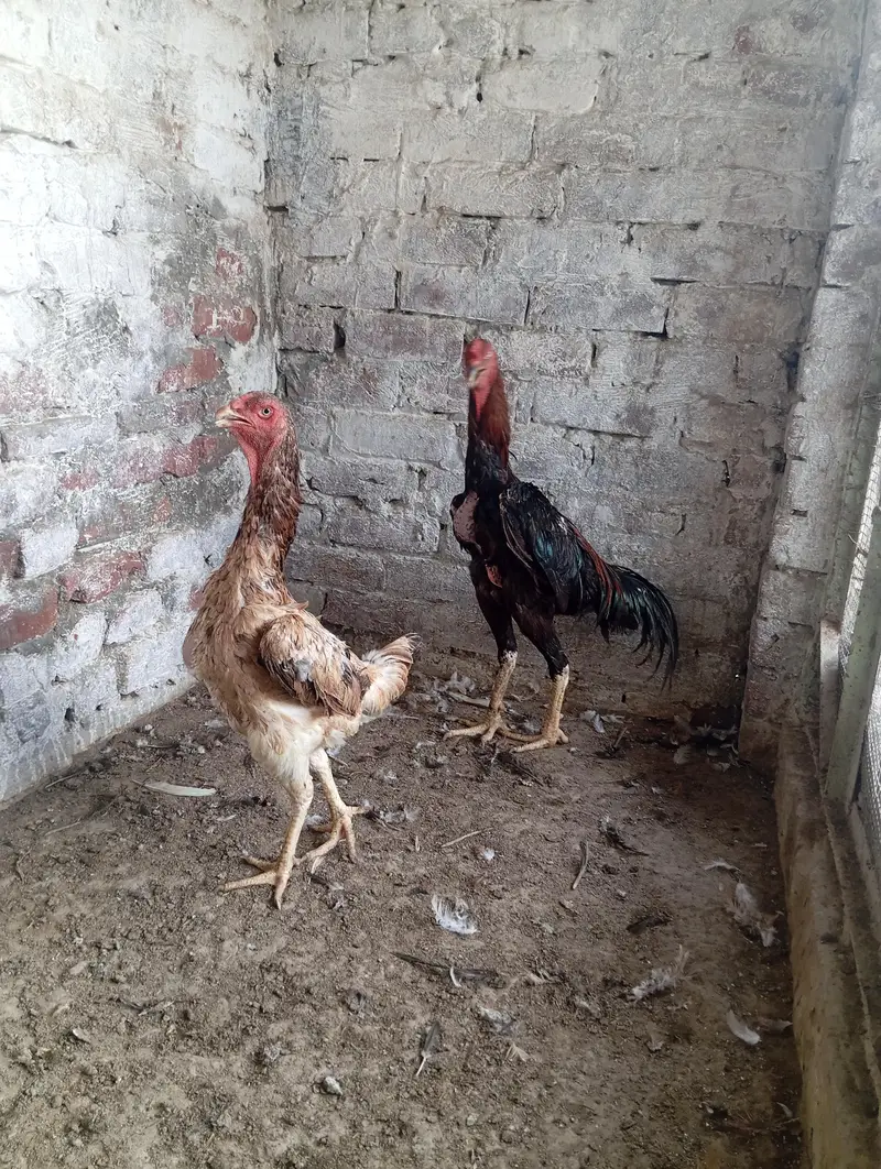 Shamo Aseel Pair — photo 4